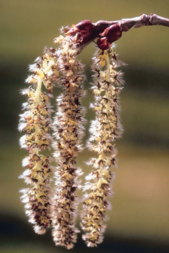 Dwarf Pussy Willow Tree