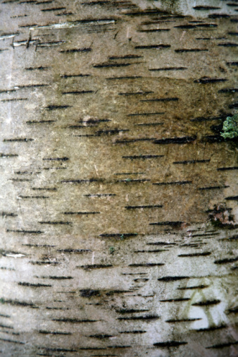 how to dry birch