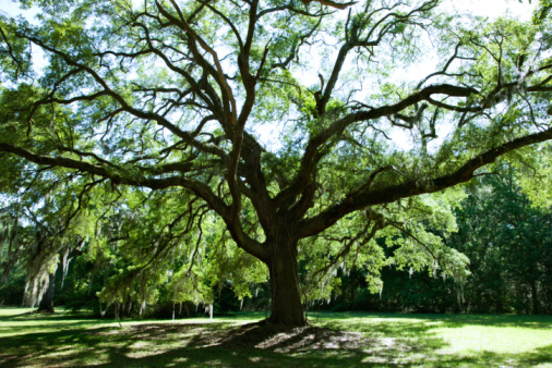 Plants Or Trees That Have Deep Roots Hunker Oak Trees Can Develop A Deep Root System