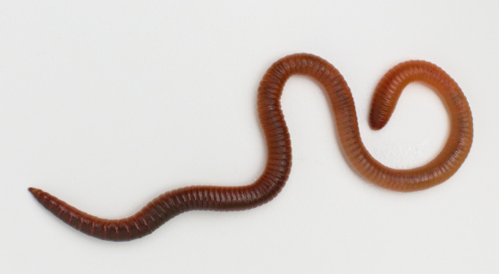 how does an earthworm sense light hunker