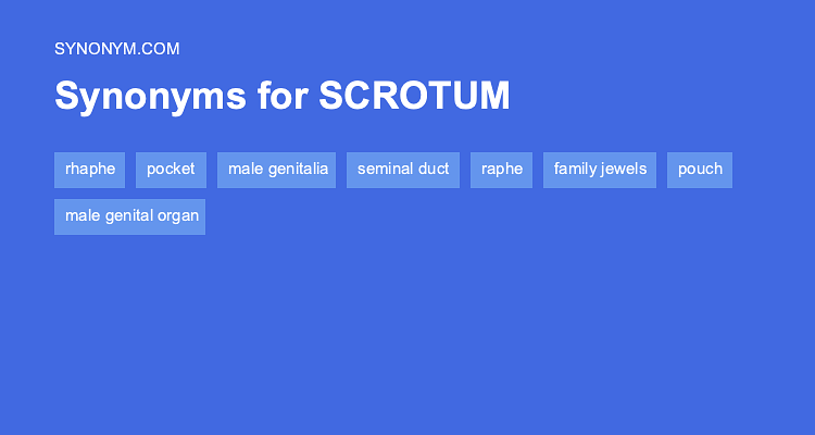 Another Word For SCROTUM Synonyms Antonyms