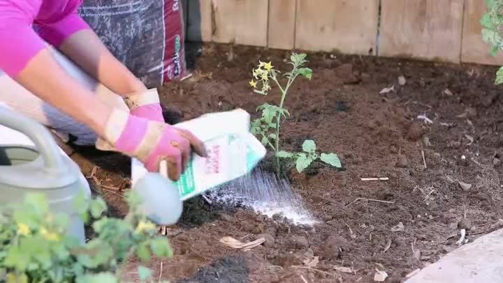 How to Plant Tomatoes Using Bone Meal, Sugar & Epsom Salts | Garden Guides
