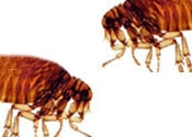 Rid Your Home of Fleas