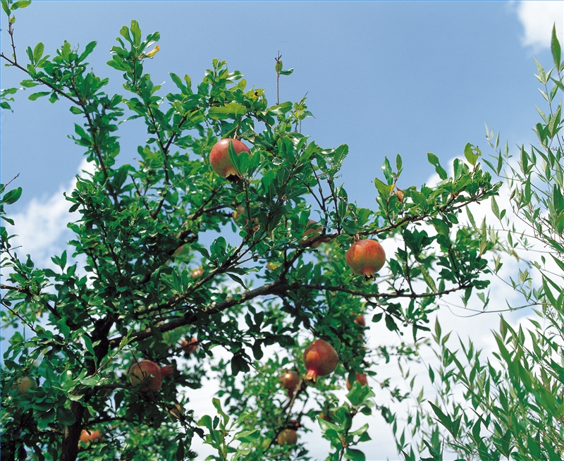 How to Bud Graft a Fruit Tree Garden Guides