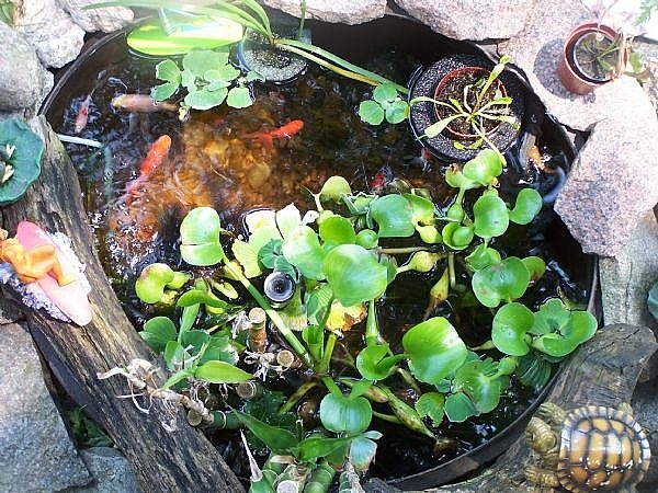 How to Set up a Garden Fish Pond (for Cheap!) | Sciencing