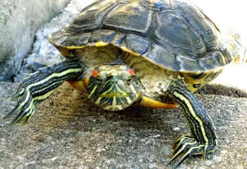 Can A Turtle Make A Dog Sick Can A Turtle Make A Dog Sick