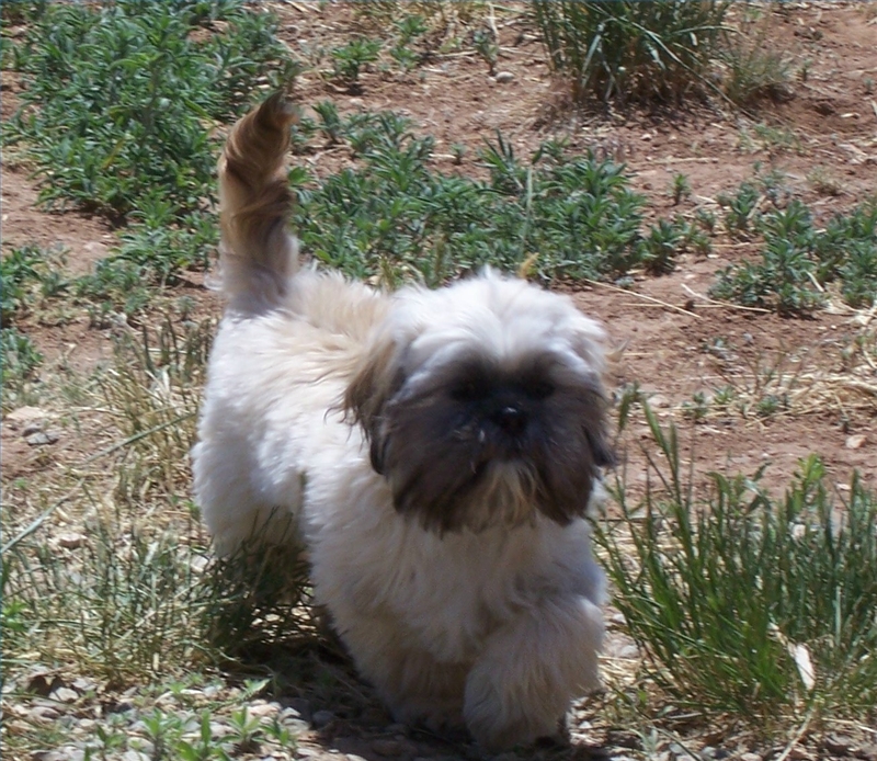 how big can a shih tzu get what is the difference between lhasa apso shih tzu breeds ehow how big can a shih tzu get what is the difference between lhasa apso shih tzu breeds ehow