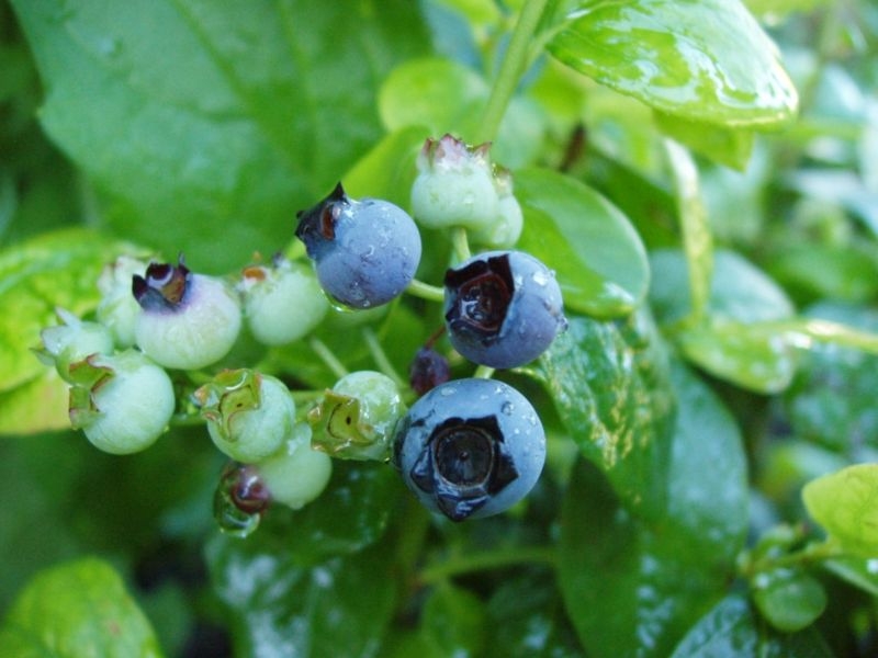 How to Make Blueberry Potting Soil eHow