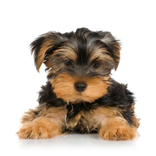things to about yorkies ten things to about yorkie puppies ehow things to about yorkies ten things to about yorkie puppies ehow