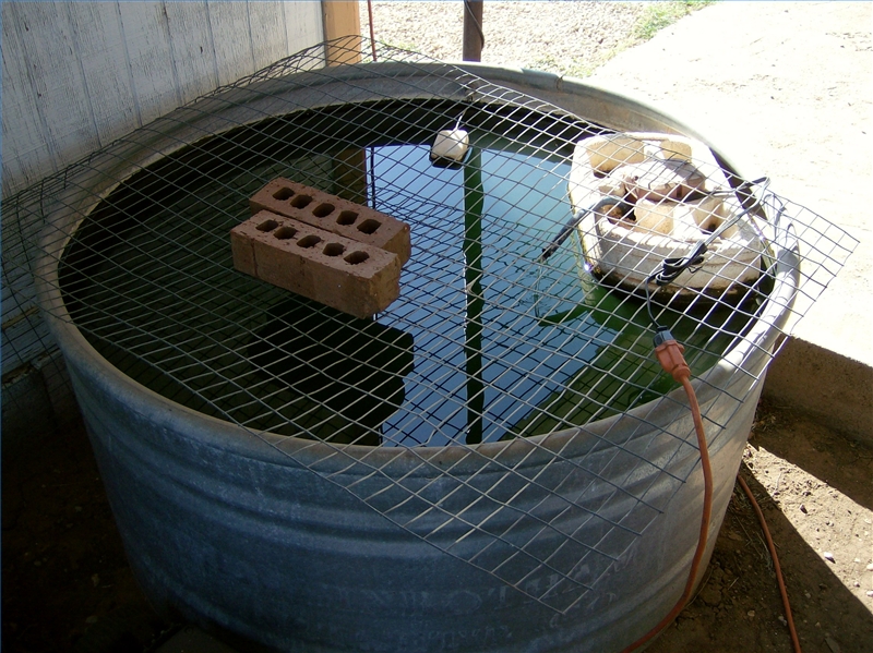 Raising minnows for profit Clearance