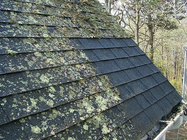 spray to kill moss on roof