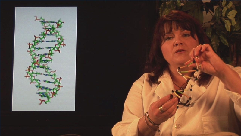 how to make a dna model with pipe cleaners pdf
