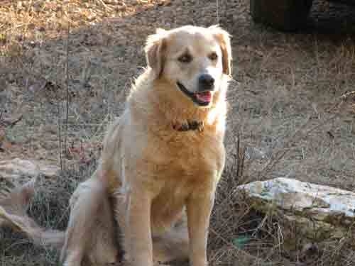 Veterinarian Recommended Homemade Dog Food Veterinarian Recommended Homemade Dog Food