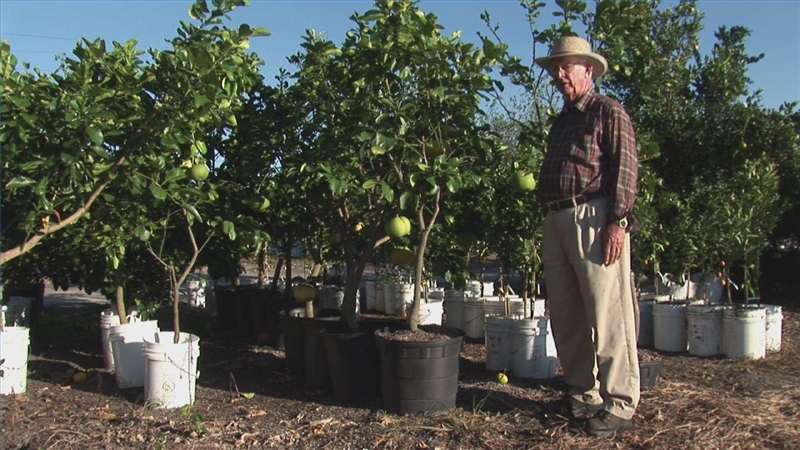 When Do You Prune Gardenias In Australia - Scraggly Gardenia