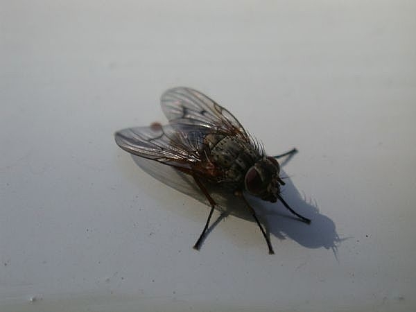 How To Rid Your Home Of Flies Naturally How To Rid Your Home Of Flies Naturally