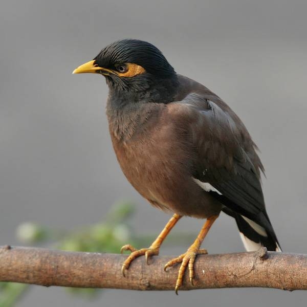 how to get rid of mynah birds ehow how to get rid of mynah birds ehow