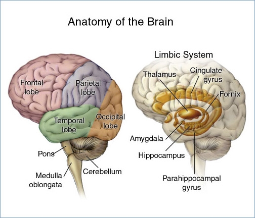 brain-stem-stroke-symptoms-ehow