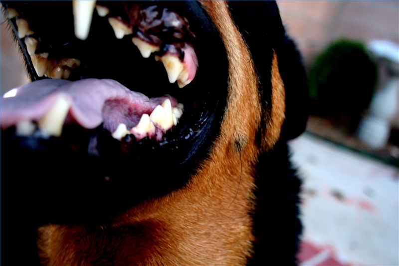 age puppies lose teeth how to determine the age of a by its teeth ehow age puppies lose teeth how to determine the age of a by its teeth ehow