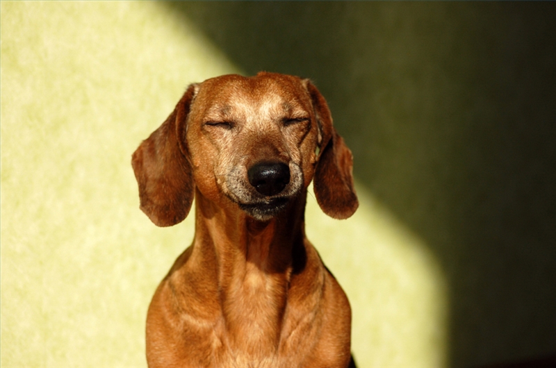 What Can You Use To Keep Flies Away From Dogs What Can You Use To Keep Flies Away From Dogs
