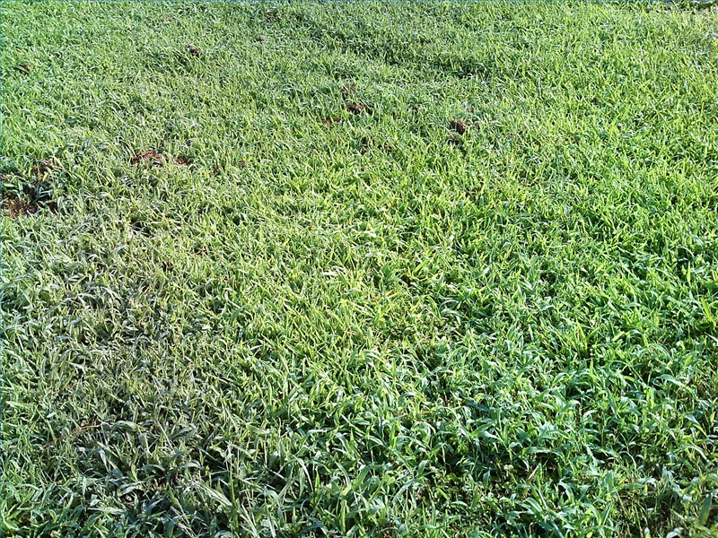 The FastestGrowing LowMaintenance Ground Covers eHow