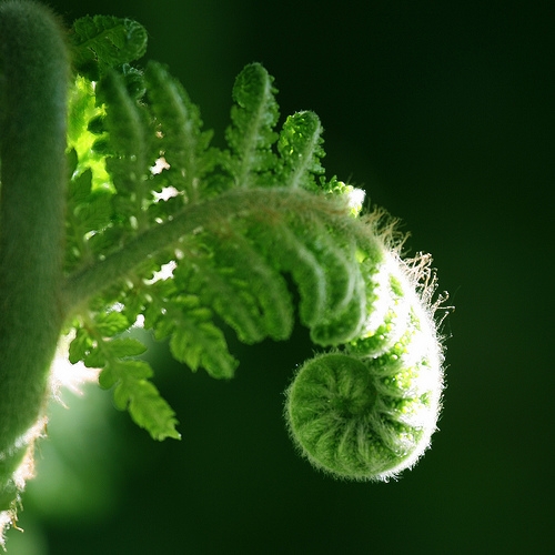 Five Basic Needs of All Living Organisms (with Pictures) eHow