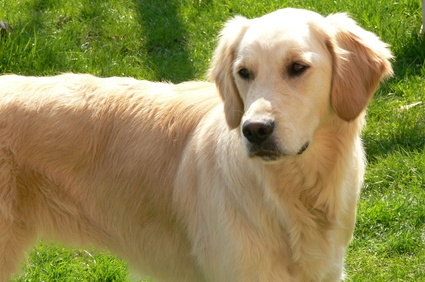 golden retriever eye infection how to give a golden doodle a hair cut ehow golden retriever eye infection how to give a golden doodle a hair cut ehow