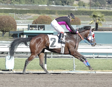 Methocarbamol Side Effects In Horses