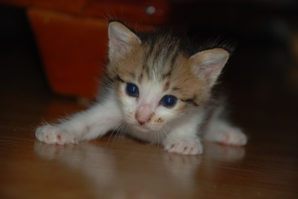 fleas on newborn puppies how to use lemon to kill fleas on newborn kittens cats ehow fleas on newborn puppies how to use lemon to kill fleas on newborn kittens cats ehow
