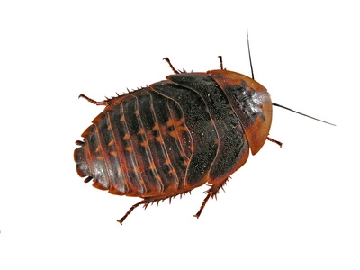 How To Figure Out If U Have Bed Bugs How To Figure Out If U Have Bed Bugs
