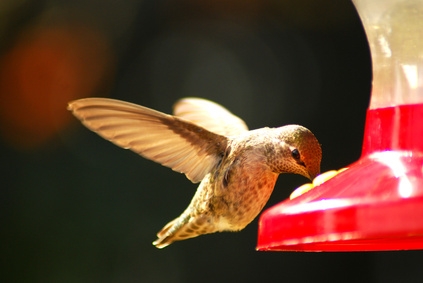 why do you boil sugar water for a hummingbird ehow why do you boil sugar water for a hummingbird ehow