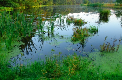 How to Make a 1 Acre Pond | HomeSteady