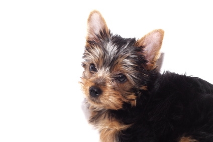 how to stop a yorkie from in the house how to make my yorkie stop on the floor ehow how to stop a yorkie from in the house how to make my yorkie stop on the floor ehow