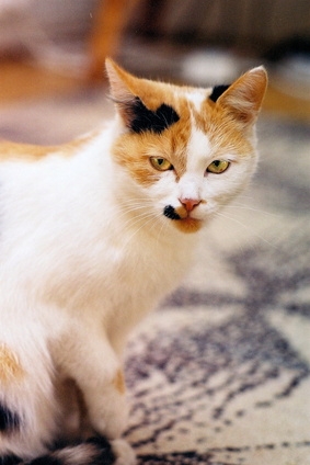 what neutralizes urine how to neutralize a cat urine smell ehow what neutralizes urine how to neutralize a cat urine smell ehow