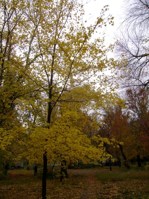 hardwood growing trees fast