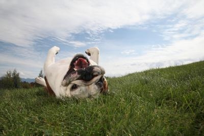 Keep Dogs Off Lawn Home Remedies Keep Dogs Off Lawn Home Remedies