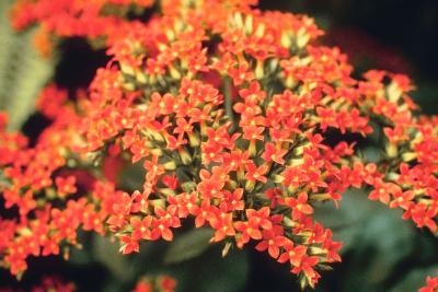 is kalanchoe poisonous to cats ehow is kalanchoe poisonous to cats ehow