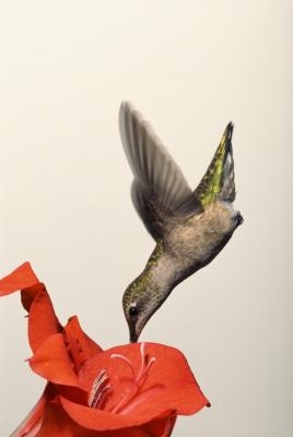 how to make hummingbird food with sugar water ehow how to make hummingbird food with sugar water ehow
