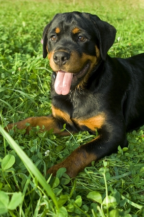 when do you start feeding puppies newborn puppy stages ehow when do you start feeding puppies newborn puppy stages ehow
