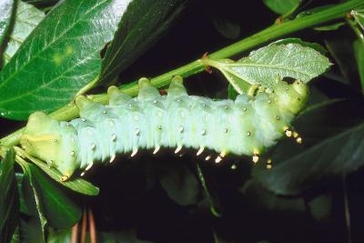 homemade caterpillar killer