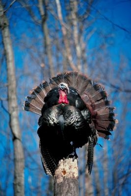 how to raise turkeys ehow how to raise turkeys ehow