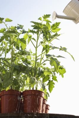 Why Do the Leaves on My Jalapeno Pepper Plants Turn Yellow & Curl? | eHow