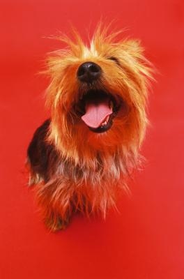 when do yorkies lose their baby teeth at what age do children lose their teeth ehow when do yorkies lose their baby teeth at what age do children lose their teeth ehow