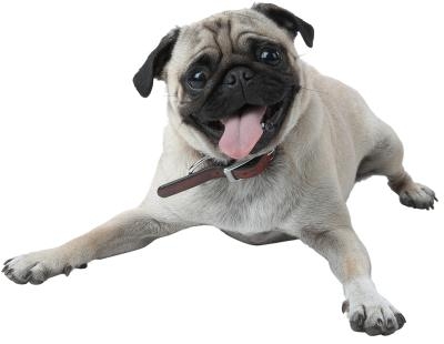 how to clean a pug how to clean a pug s ehow how to clean a pug how to clean a pug s ehow