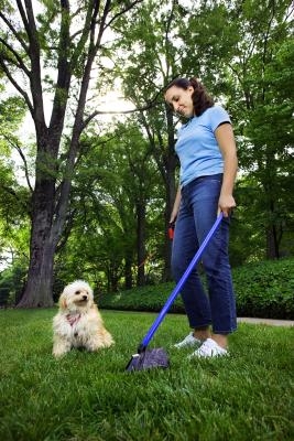 Best Way To Pick Up And Dispose Of Dog Poop Best Way To Pick Up And Dispose Of Dog Poop