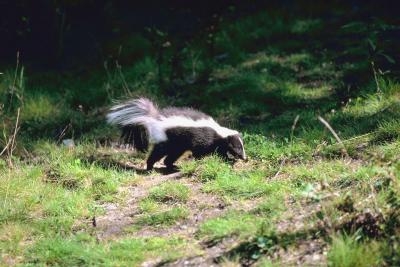 Get Rid Of Skunks Naturally Get Rid Of Skunks Naturally