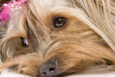 how to stop a yorkie from in the house how to make my yorkie stop on the floor ehow how to stop a yorkie from in the house how to make my yorkie stop on the floor ehow