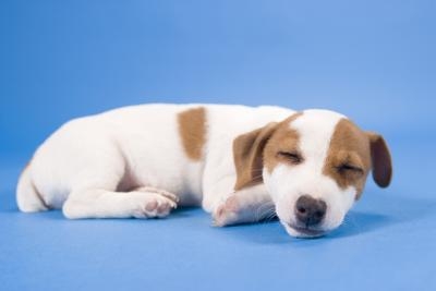 puppy panting in sleep why do house cats pant ehow puppy panting in sleep why do house cats pant ehow