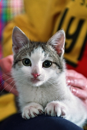 Fluoxetine For Cats