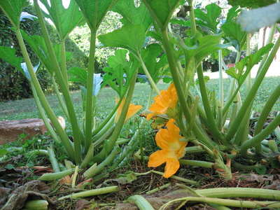 what does potassium do for plants ehow what does potassium do for plants ehow