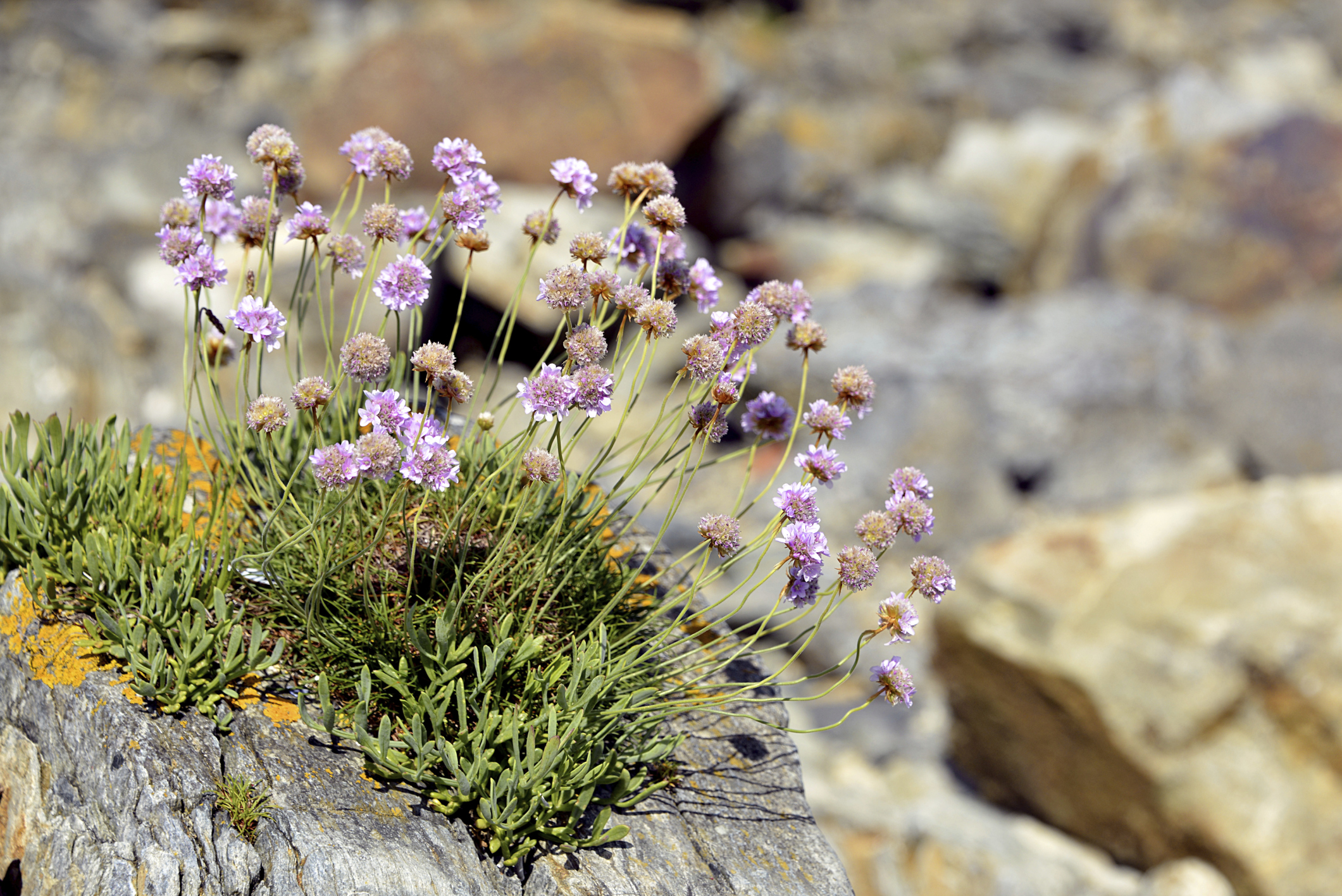 Full Sun Rock Garden Plants Garden Guides